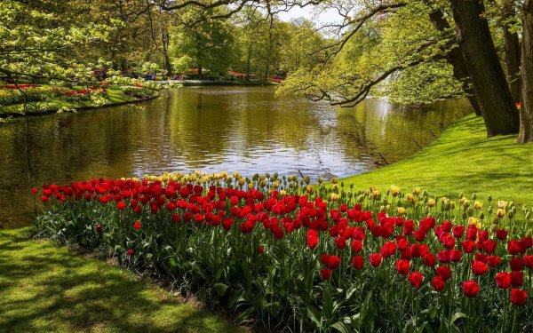 Тюльпаны в лесу