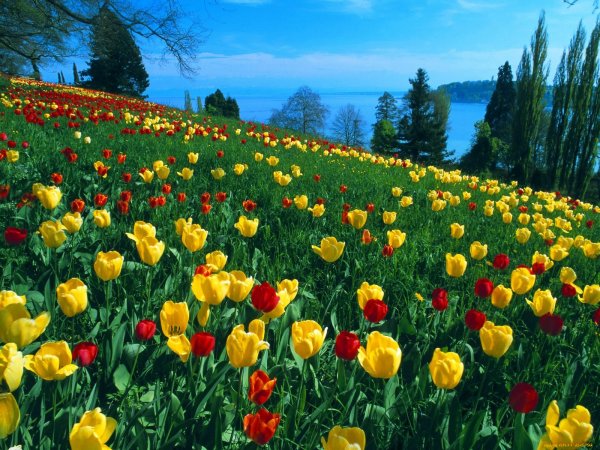 Лола кизгалдок фото