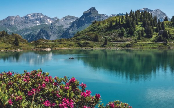 Долина тюльпанов Интерлакен Швейцария