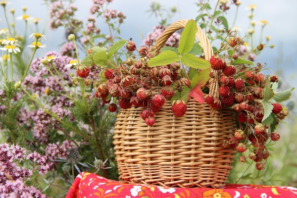 Лето огород