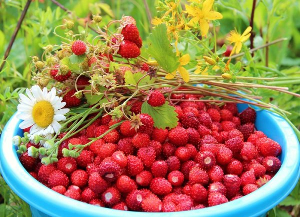 Клубника фото