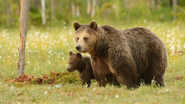 Широколиственный лес животные бурый медведь