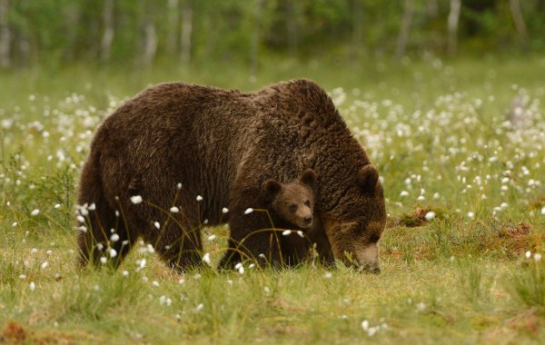 Медведь всеядный