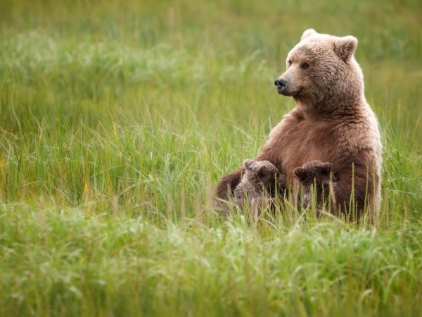 Бурый медведь с медвежатами