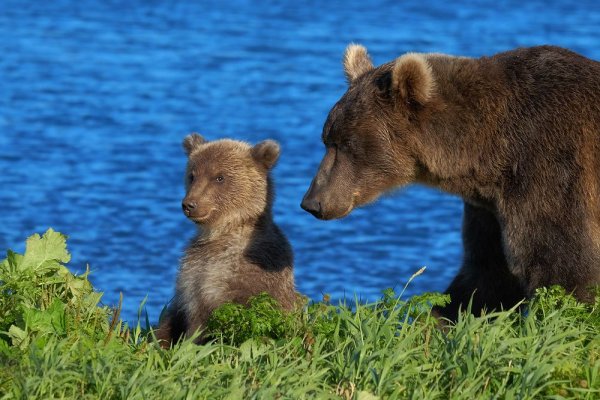 «Медведица с медвежатами» Кемерово