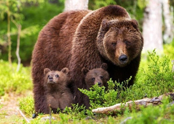 Медведь в дикой природе