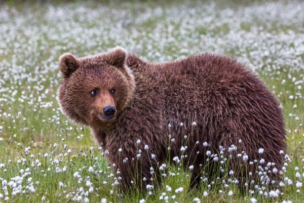 Бурый медведь в цветах