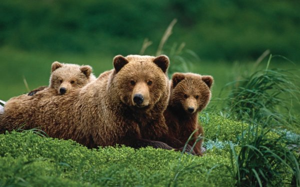 Медведь на реке