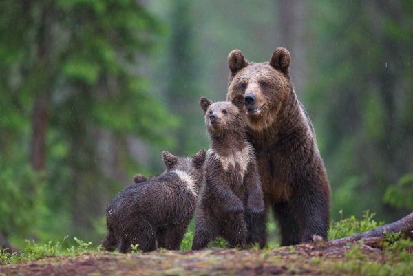 Мишка в лесу