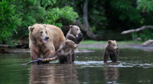 Национальный парк Таганай животные медведь
