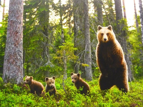 Животные весной