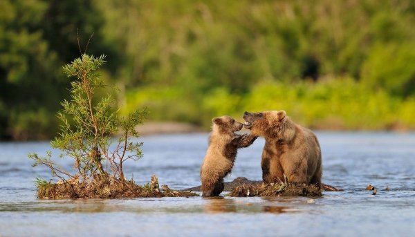 Бурый медведь в Талдомском районе