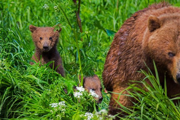 Три медвежонка
