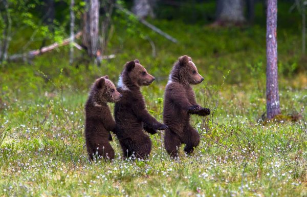 Медведь с медвежонком