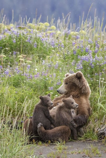 Медведь на речке