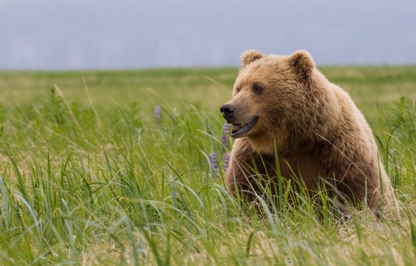 Бурый медведь с медвежатами