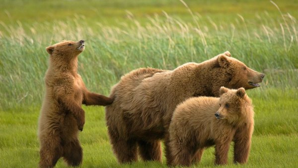 Медведица с тремя медвежатами