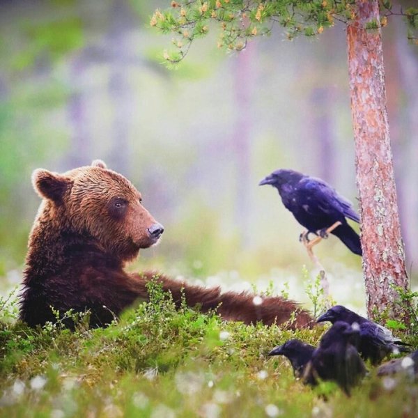 Аляскинский бурый медведь