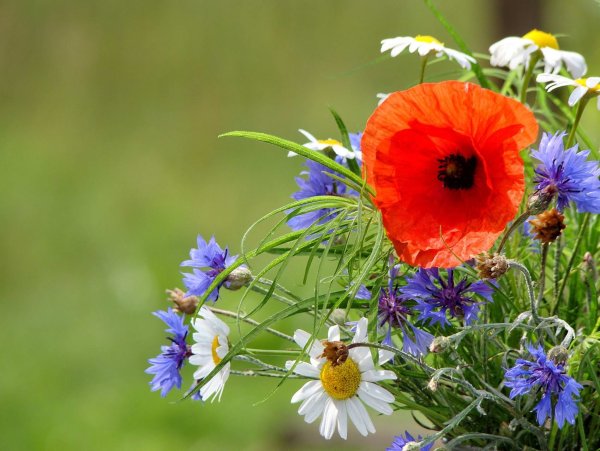 Букет полевых цветов