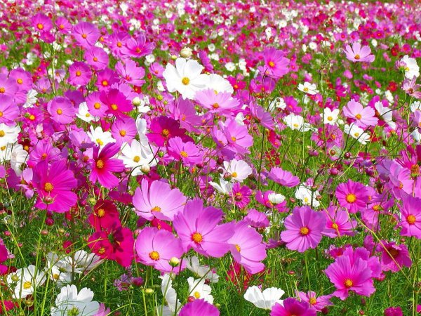 Яркие летние цветы