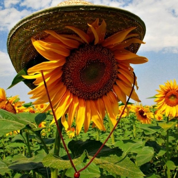 Жарко природа