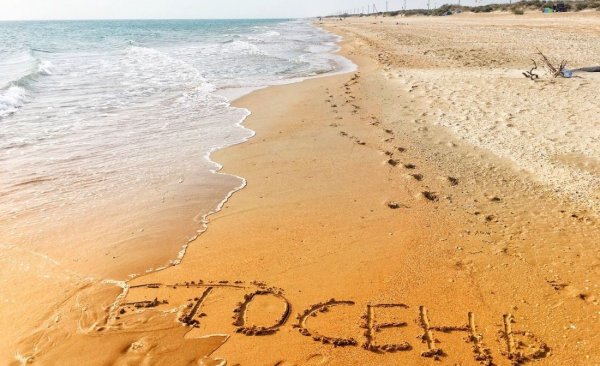 Ромашки на солнце у моря