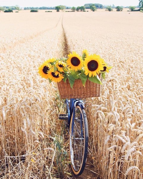 Середина лета надпись