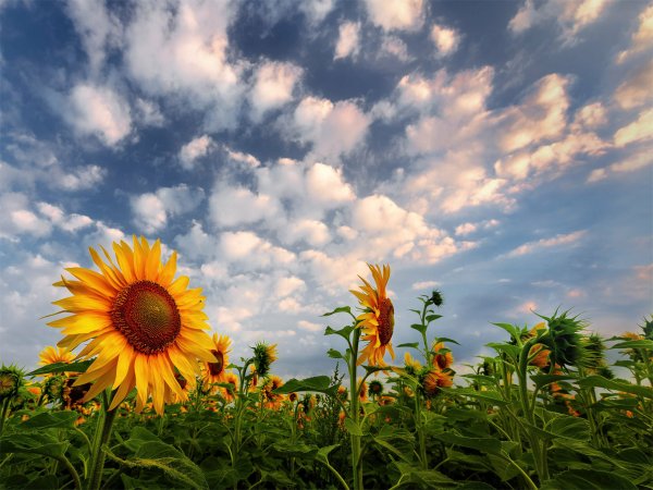 Летний букет