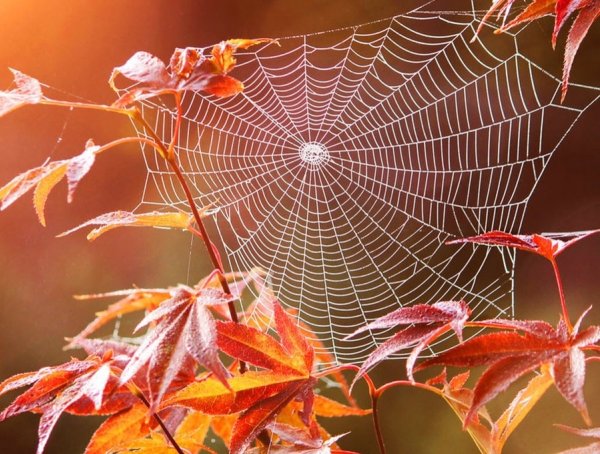 Бабье лето паутина