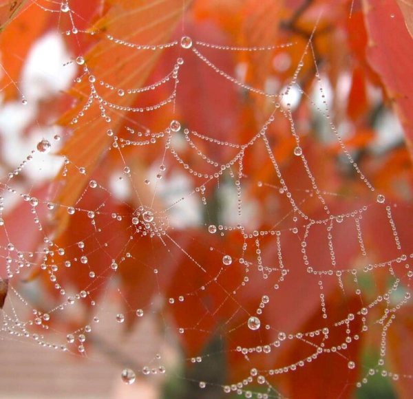 Осень паутинка