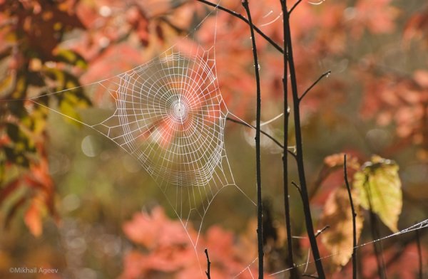 Паутина в осеннем лесу
