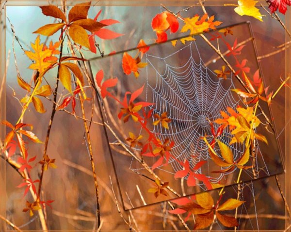 Бабье лето паутина