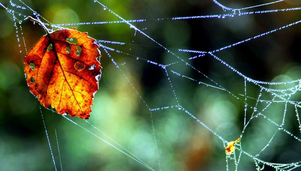 Бабочка в паутине