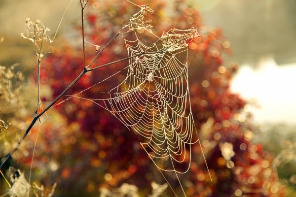Осень паутинка