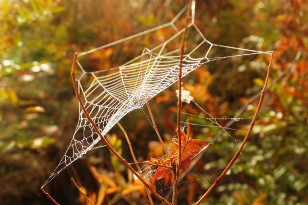 Бабье лето паутина