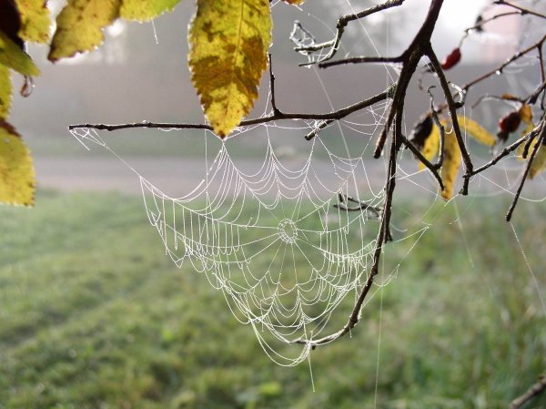 Осень паутинка
