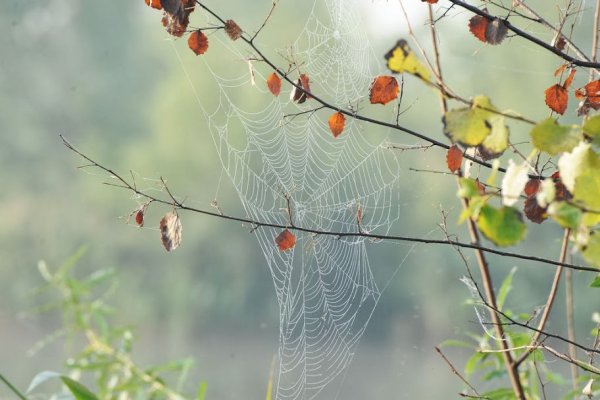 Осень лист в паутинке
