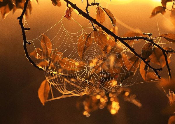 Паутина в лесу