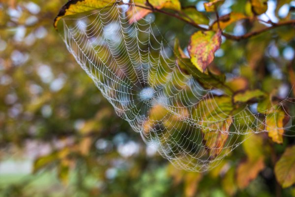 Осень паутинка