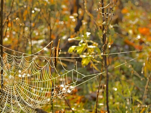 Бабье лето паутина