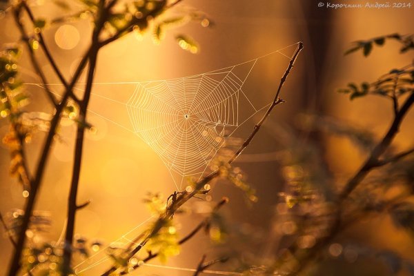 Макросъемка природа осень