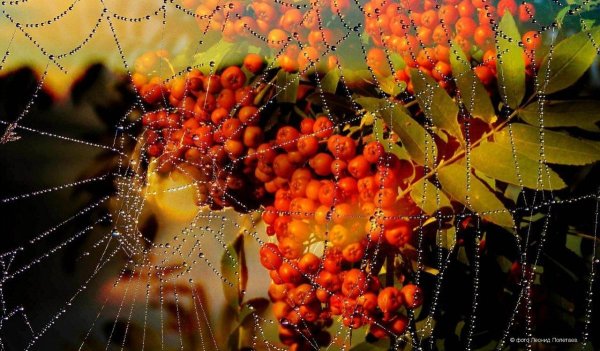 Роса на паутине осенью