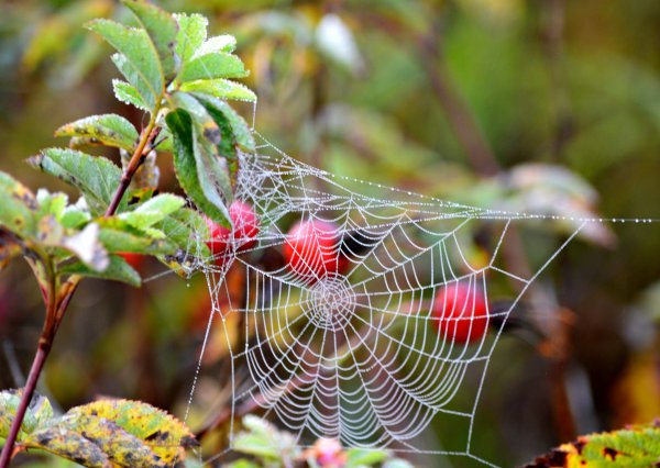 Паутина осенью