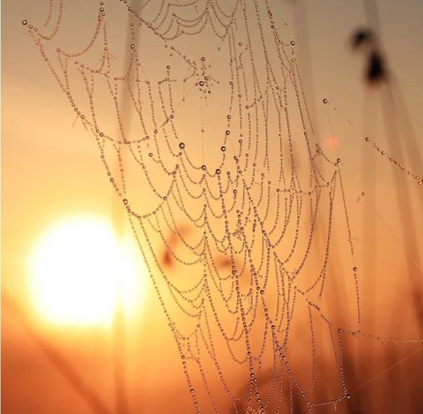 Бабье лето паутина