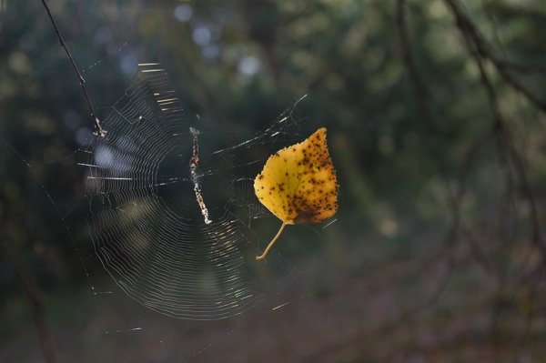 Паутины тонкий волос