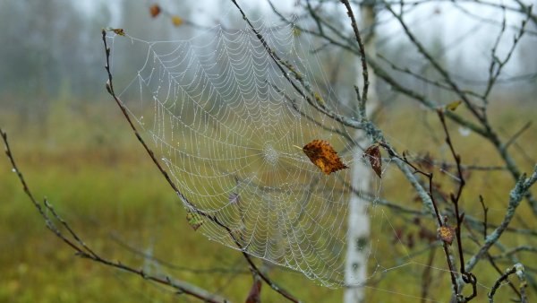 Бабье лето паутина