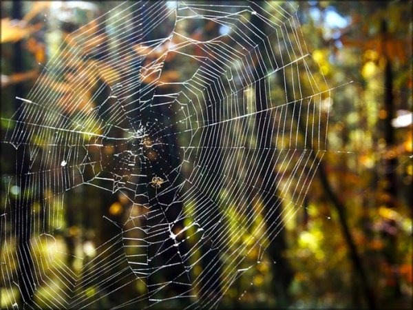Паутинка бабьего лета