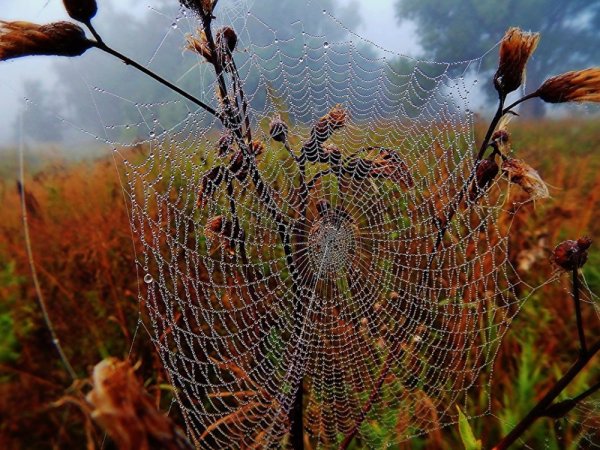 Паутинка бабьего лета