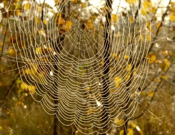 Осень паутина