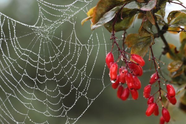 Осенняя паутина